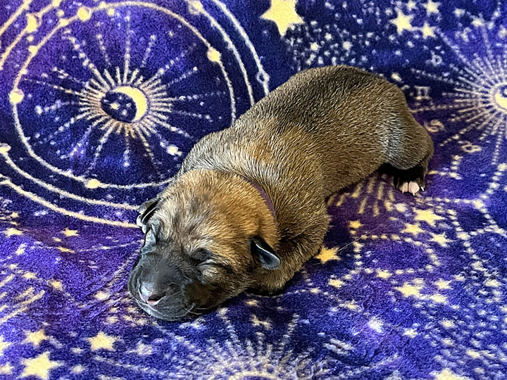 chinook puppy